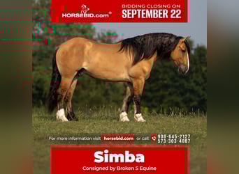 Tinker Mestizo, Caballo castrado, 8 años, 160 cm, Bayo