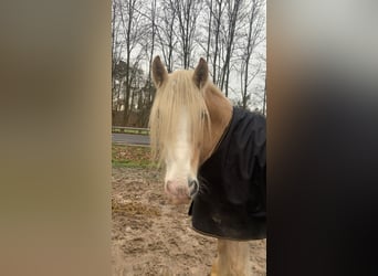 Tinker, Caballo castrado, 8 años, 160 cm, Palomino