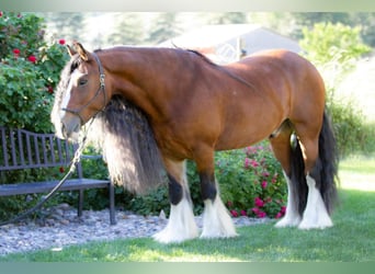 Tinker, Caballo castrado, 8 años, Castaño rojizo