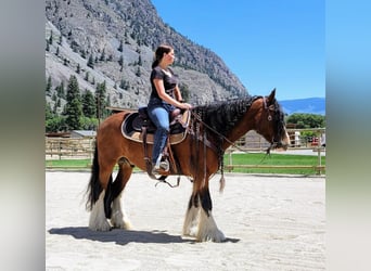 Tinker, Caballo castrado, 8 años, Castaño rojizo