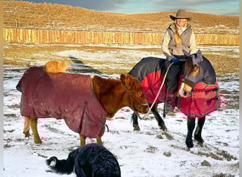 Tinker Mestizo, Caballo castrado, 8 años, Castaño rojizo