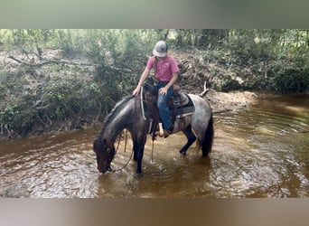 Tinker Mestizo, Caballo castrado, 8 años, Castaño-ruano
