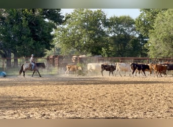 Tinker Mestizo, Caballo castrado, 8 años, Castaño-ruano