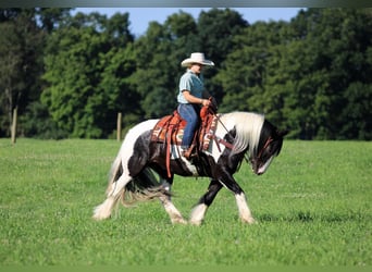 Tinker, Caballo castrado, 8 años, Pío