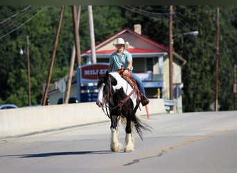 Tinker, Caballo castrado, 8 años, Pío