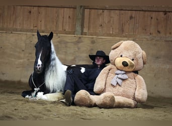 Tinker, Caballo castrado, 8 años, Tobiano-todas las-capas