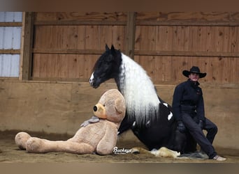 Tinker, Caballo castrado, 8 años, Tobiano-todas las-capas