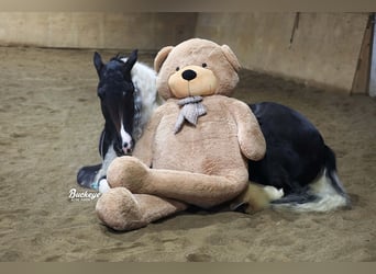 Tinker, Caballo castrado, 8 años, Tobiano-todas las-capas