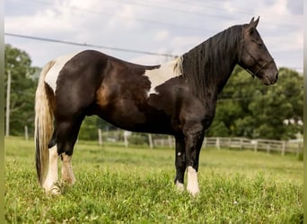 Tinker, Caballo castrado, 8 años, Tobiano-todas las-capas