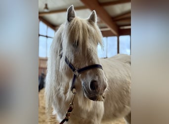 Tinker, Caballo castrado, 9 años, 135 cm, Pío