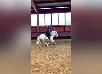 Tinker, Caballo castrado, 9 años, 135 cm, Pío