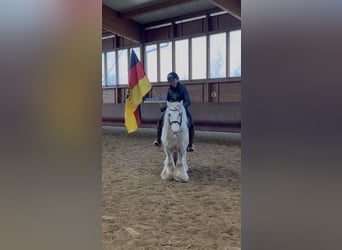 Tinker, Caballo castrado, 9 años, 135 cm, Pío