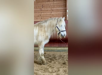 Tinker, Caballo castrado, 9 años, 135 cm, Pío