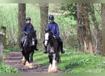 Tinker, Caballo castrado, 9 años, 136 cm, Negro