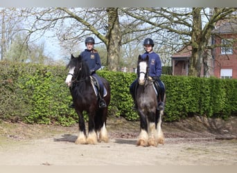 Tinker, Caballo castrado, 9 años, 136 cm, Negro