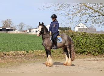 Tinker, Caballo castrado, 9 años, 136 cm, Negro