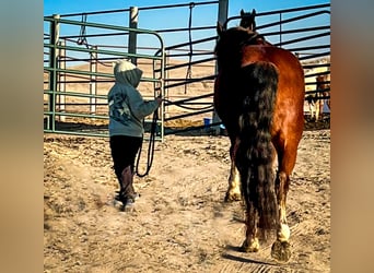 Tinker Mestizo, Caballo castrado, 9 años, 137 cm, Castaño rojizo