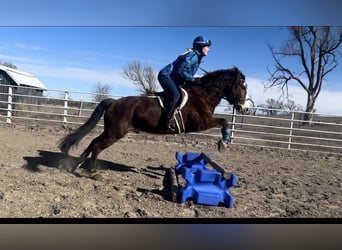 Tinker Mestizo, Caballo castrado, 9 años, 137 cm, Castaño rojizo