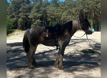 Tinker Mestizo, Caballo castrado, 9 años, 139 cm, Pío