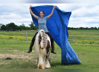 Tinker, Caballo castrado, 9 años, 142 cm, Pío