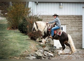 Tinker, Caballo castrado, 9 años, 142 cm, Tordo rodado