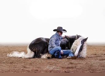 Tinker, Caballo castrado, 9 años, 142 cm, Tordo rodado