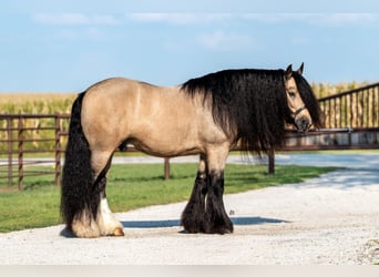 Tinker, Caballo castrado, 9 años, 145 cm, Buckskin/Bayo