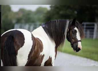 Tinker, Caballo castrado, 9 años, 145 cm, Tobiano-todas las-capas