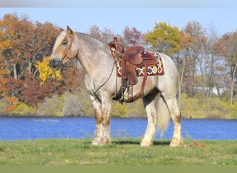 Tinker Mestizo, Caballo castrado, 9 años, 147 cm, Ruano alazán