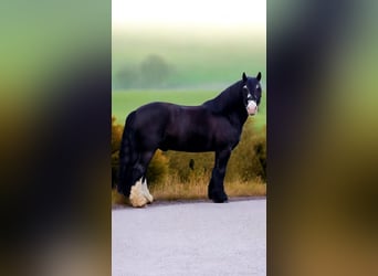 Tinker, Caballo castrado, 9 años, 148 cm, Negro