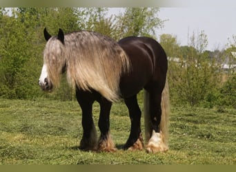 Tinker, Caballo castrado, 9 años, 152 cm