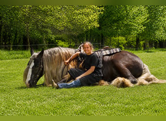 Tinker, Caballo castrado, 9 años, 152 cm