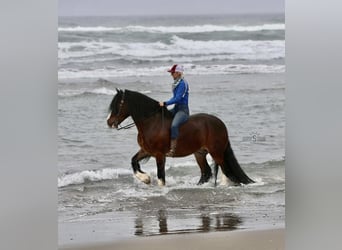 Tinker, Caballo castrado, 9 años, 155 cm, Castaño rojizo