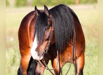 Tinker, Caballo castrado, 9 años, 155 cm, Castaño rojizo