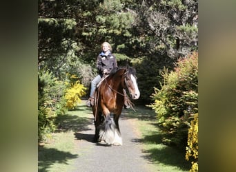 Tinker, Caballo castrado, 9 años, 155 cm, Castaño rojizo