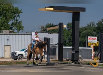 Tinker Mestizo, Caballo castrado, 9 años, 160 cm, Bayo