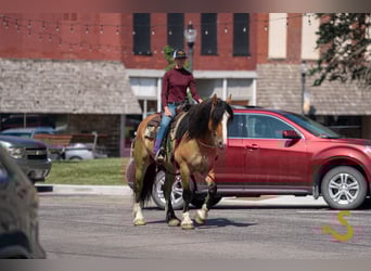 Tinker Mestizo, Caballo castrado, 9 años, 160 cm, Bayo
