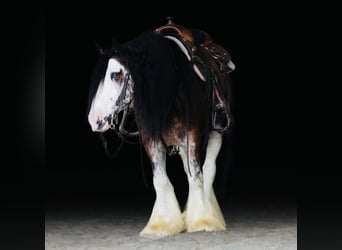 Tinker, Caballo castrado, 9 años