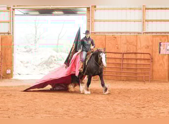 Tinker, Caballo castrado, 9 años