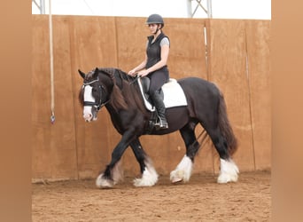 Tinker, Caballo castrado, 9 años