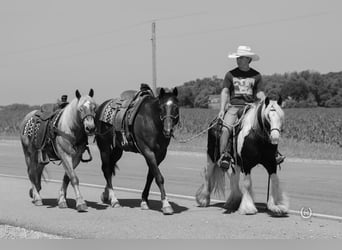 Tinker, Caballo castrado, 9 años, Negro