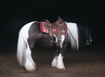 Tinker, Caballo castrado, 9 años, Pío