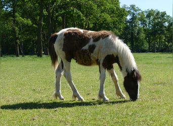 Tinker, Étalon, 1 Année, 145 cm, Pinto
