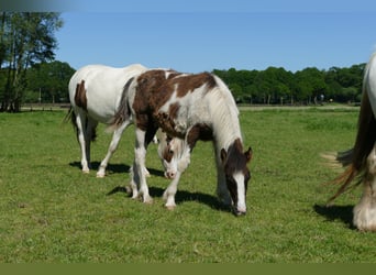 Tinker, Étalon, 1 Année, 145 cm, Pinto