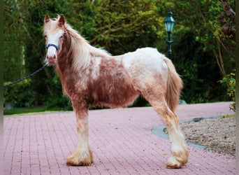 Tinker, Étalon, 1 Année, 147 cm