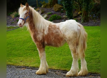 Tinker, Étalon, 1 Année, 148 cm