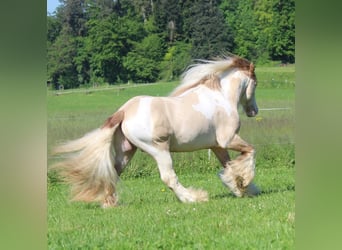 Tinker, Étalon, 1 Année, 150 cm, Pinto