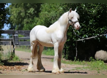 Tinker, Étalon, 1 Année, Sabino