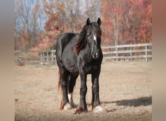 Tinker, Étalon, 2 Ans, 132 cm, Noir