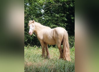 Tinker, Étalon, 2 Ans, Cremello